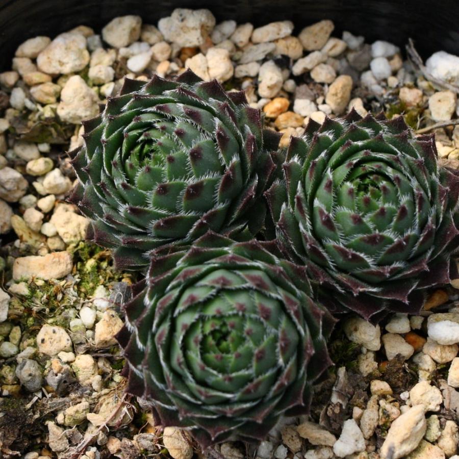 センペルビブム 'デューク オブ ウインザー' : にじはなPlants - 通販
