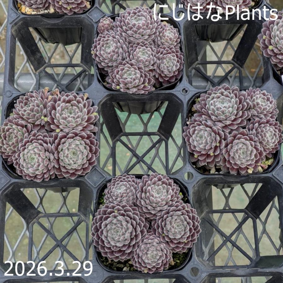センペルビブム 'パシフィック グレース' : にじはなPlants - 通販