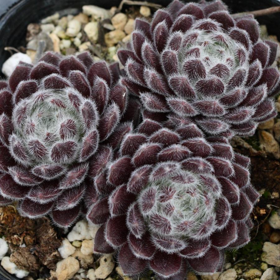 センペルビブム 'パシフィック グレース' : にじはなPlants センペルビブム 'パシフィック グレース' : にじはなPlants
