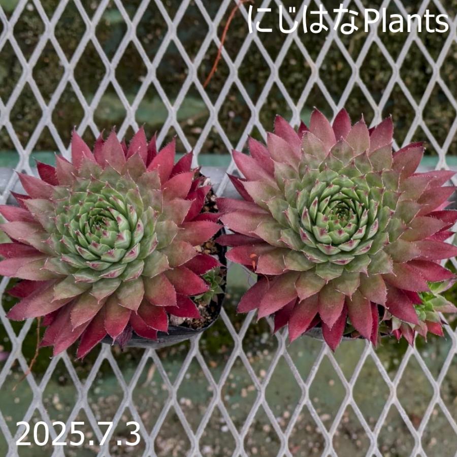 センペルビブム 'グローイングアンバーズ' : にじはなPlants - 通販