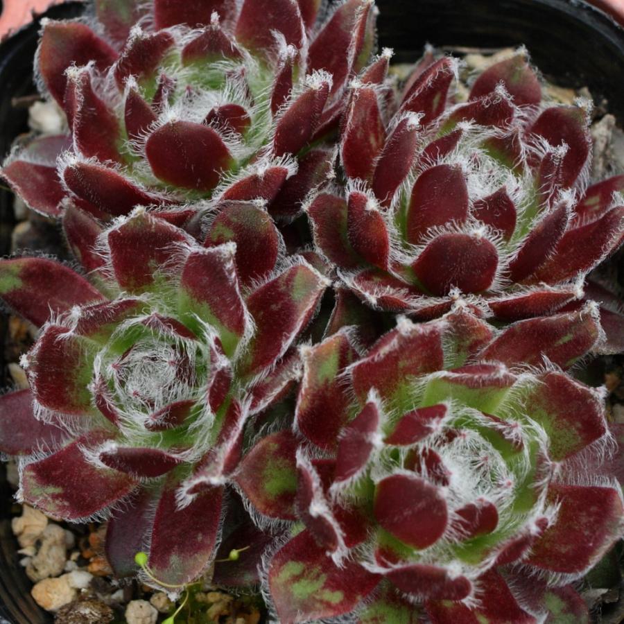 センペルビブム 'スクロッキーズビューティー' : にじはなPlants