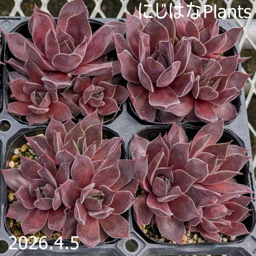 センペルビブム 'ロートコッフ' : にじはなPlants - 通販 - Yahoo