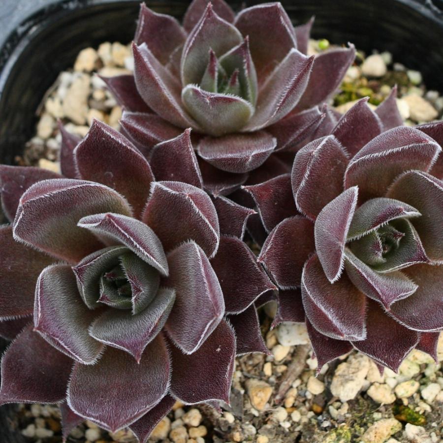 センペルビブム 'ロートコッフ' : にじはなPlants - 通販 - Yahoo
