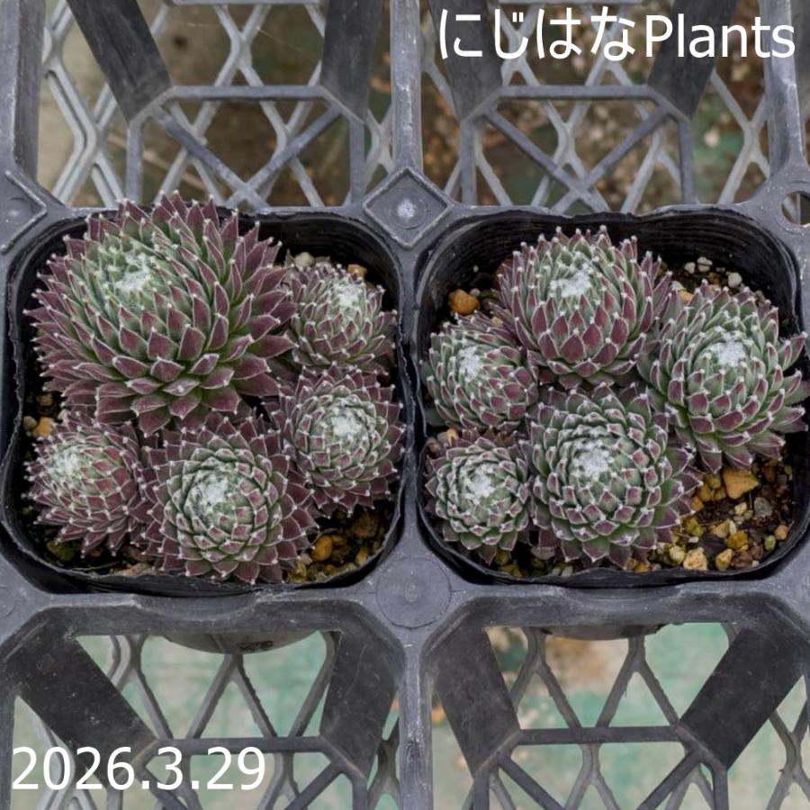 センペルビブム 'ココ フラネル' : にじはなPlants - 通販 - Yahoo