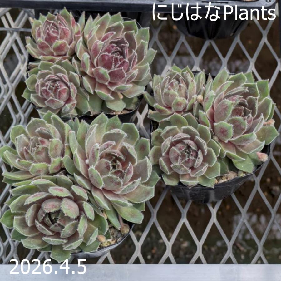 センペルビブム 'カナダケート' : にじはなPlants - 通販 - Yahoo