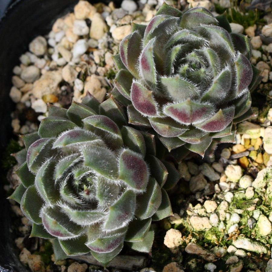 センペルビブム 'カナダケート' : にじはなPlants - 通販 - Yahoo