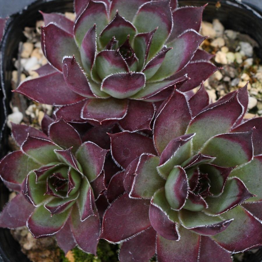 センペルビブム 'アロンディナ' : にじはなPlants - 通販 - Yahoo