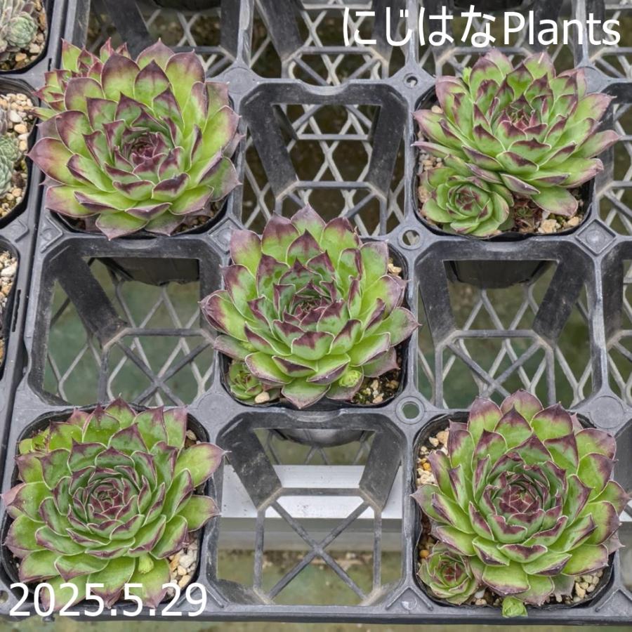 センペルビブム テクトラム 'ロイアナム' : にじはなPlants - 通販