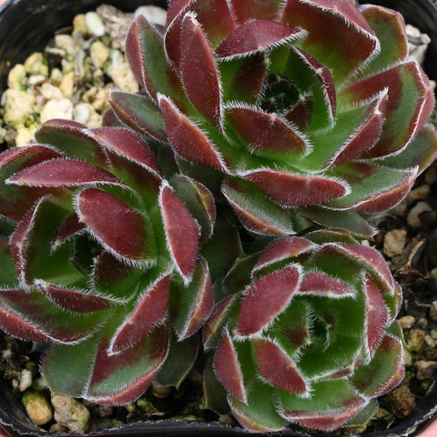 センペルビブム 'ラウンドロビン' : にじはなPlants - 通販 - Yahoo