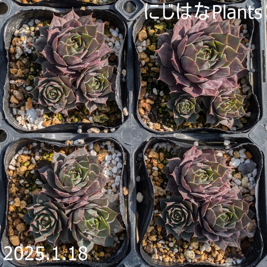センペルビブム 'スノーブルギー' : にじはなPlants - 通販 - Yahoo