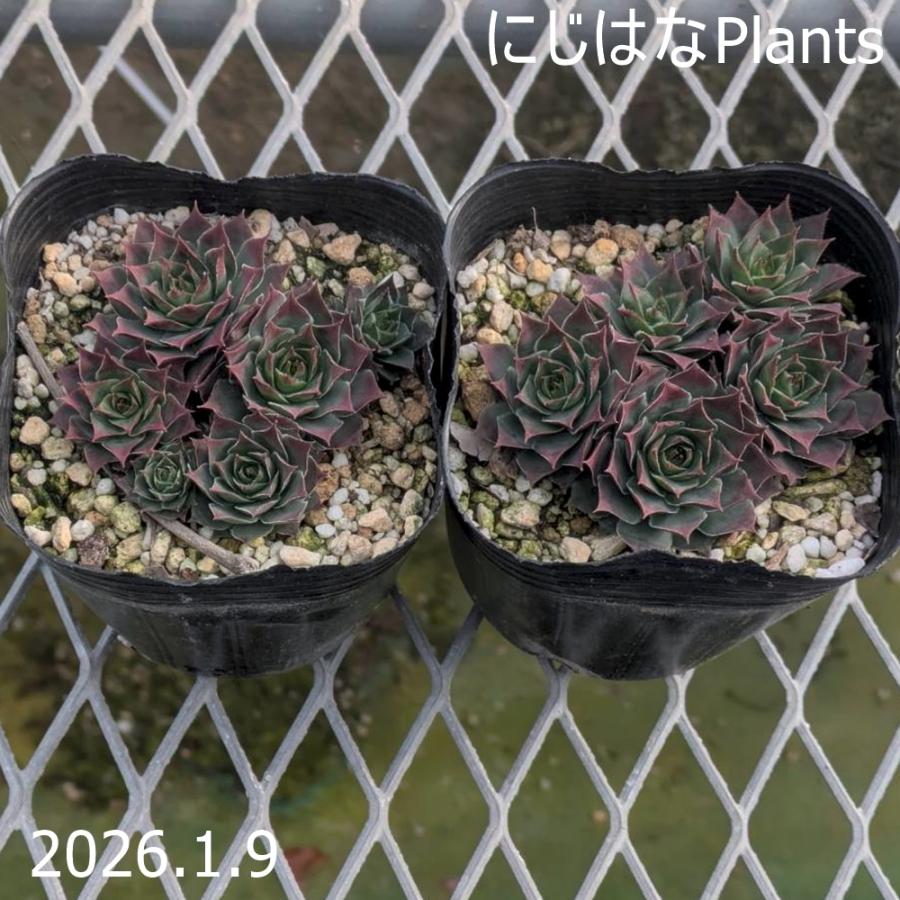 センペルビブム 'アトロビオラセウム' : にじはなPlants - 通販