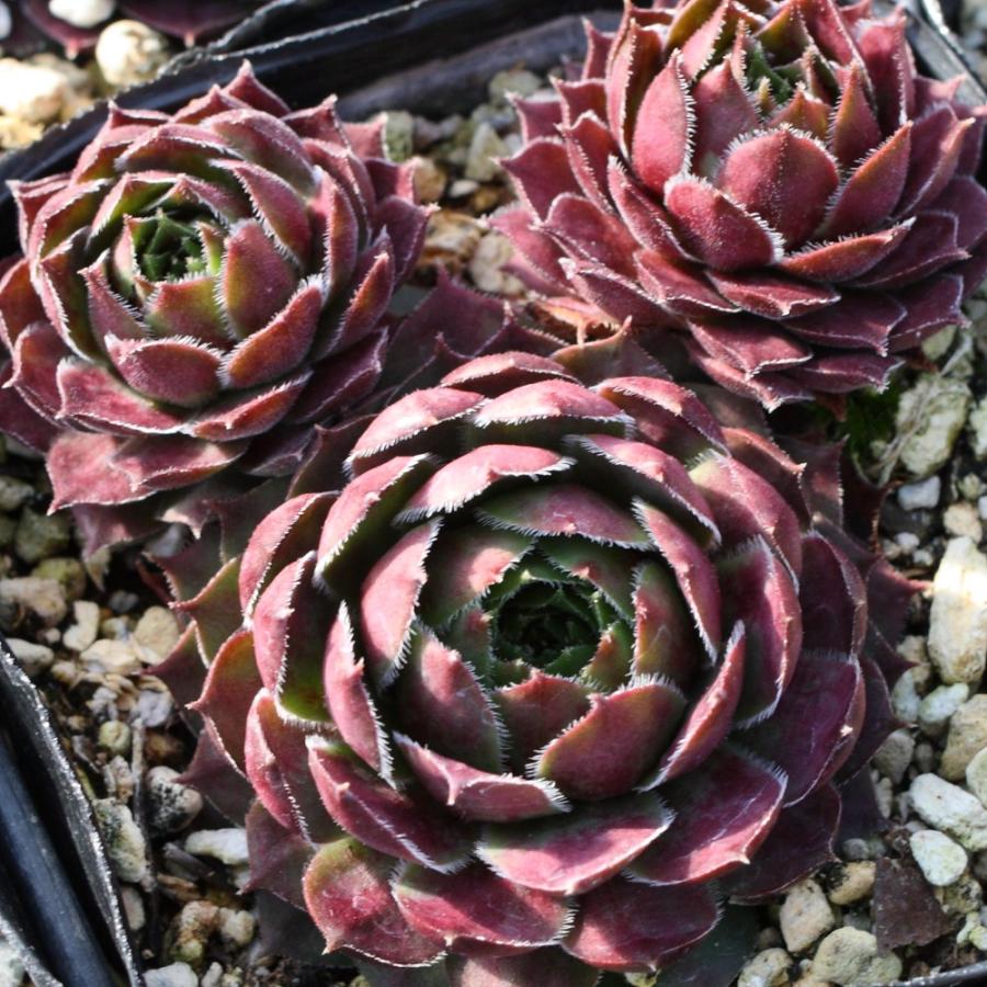 センペルビブム ラモッティ : にじはなPlants - 通販 - Yahoo!ショッピング