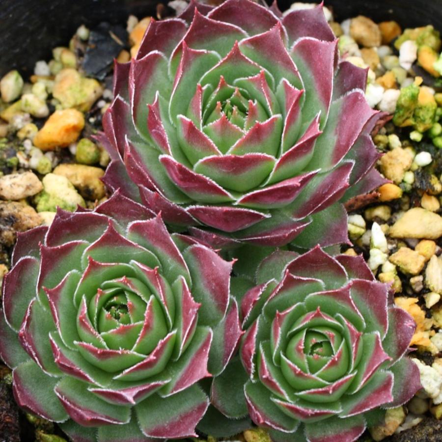 センペルビブム 'ガイジェスター' : にじはなPlants - 通販 - Yahoo