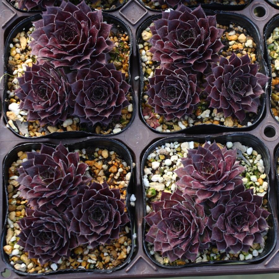 センペルビブム 'アルドモロ' : にじはなPlants - 通販 - Yahoo
