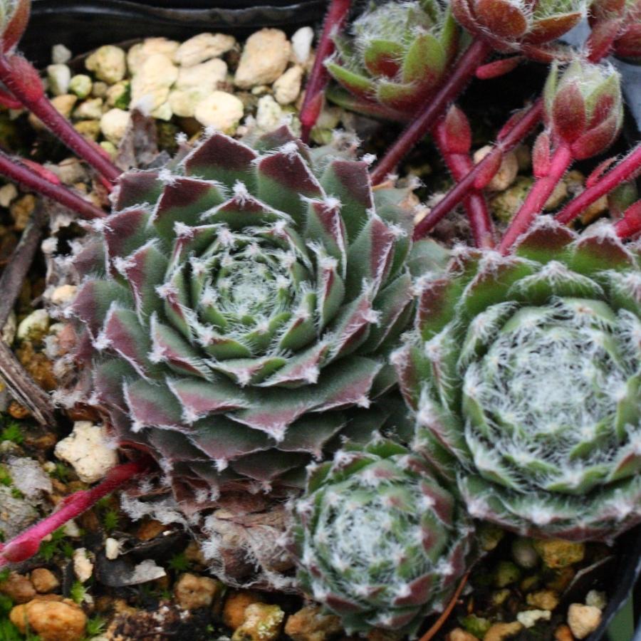 センペルビブム '赤巻絹' : にじはなPlants - 通販 - Yahoo!ショッピング