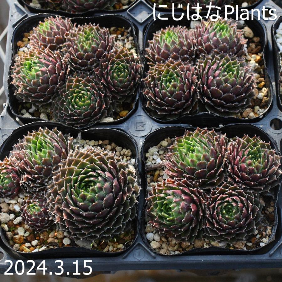センペルビブム '姫牡丹' : にじはなPlants - 通販 - Yahoo!ショッピング
