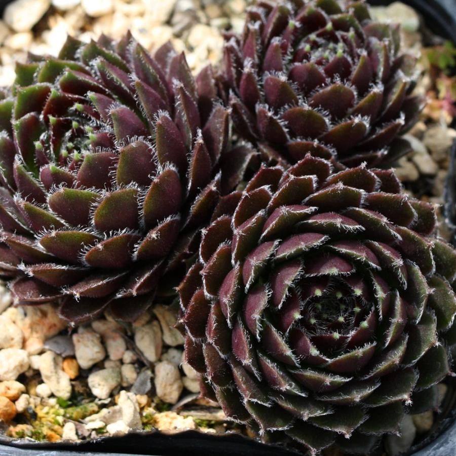 センペルビブム '姫牡丹' : にじはなPlants - 通販 - Yahoo!ショッピング