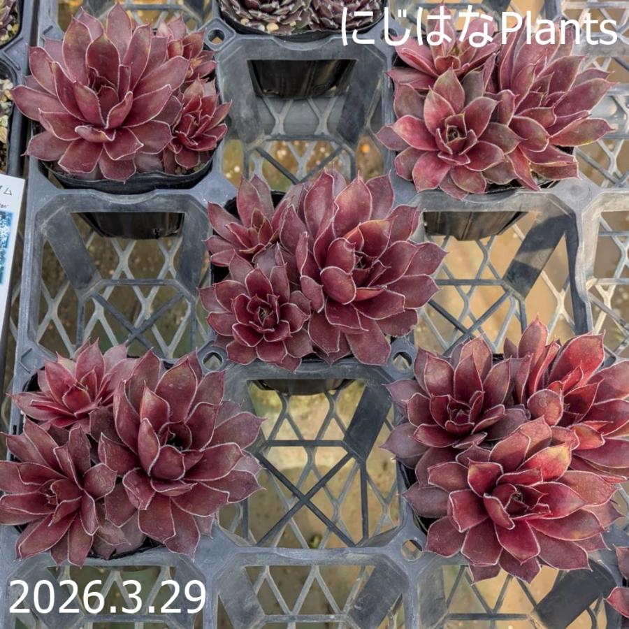 センペルビブム '笑牡丹' : にじはなPlants - 通販 - Yahoo!ショッピング