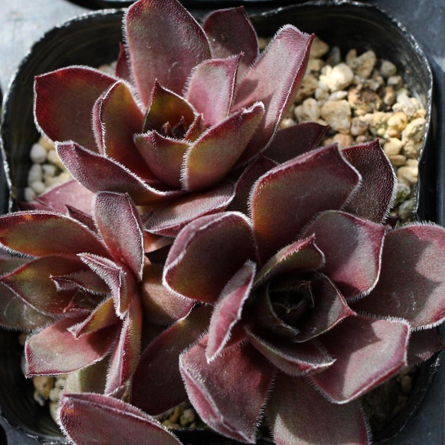 センペルビブム '笑牡丹' : にじはなPlants - 通販 - Yahoo!ショッピング