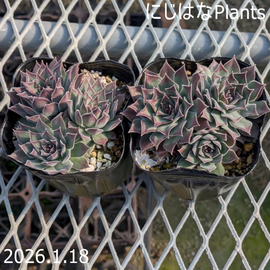 センペルビブム '藤壺' : にじはなPlants - 通販 - Yahoo!ショッピング