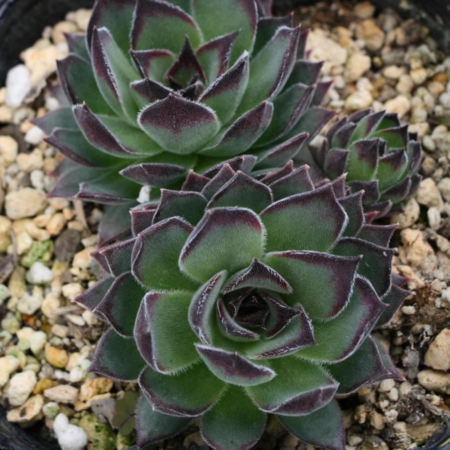 センペルビブム '藤壺' : にじはなPlants - 通販 - Yahoo!ショッピング