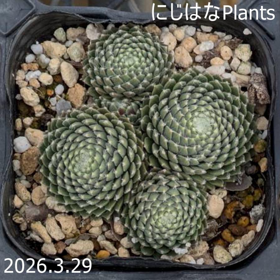 センペルビブム 'ピグマリオン' : にじはなPlants - 通販 - Yahoo