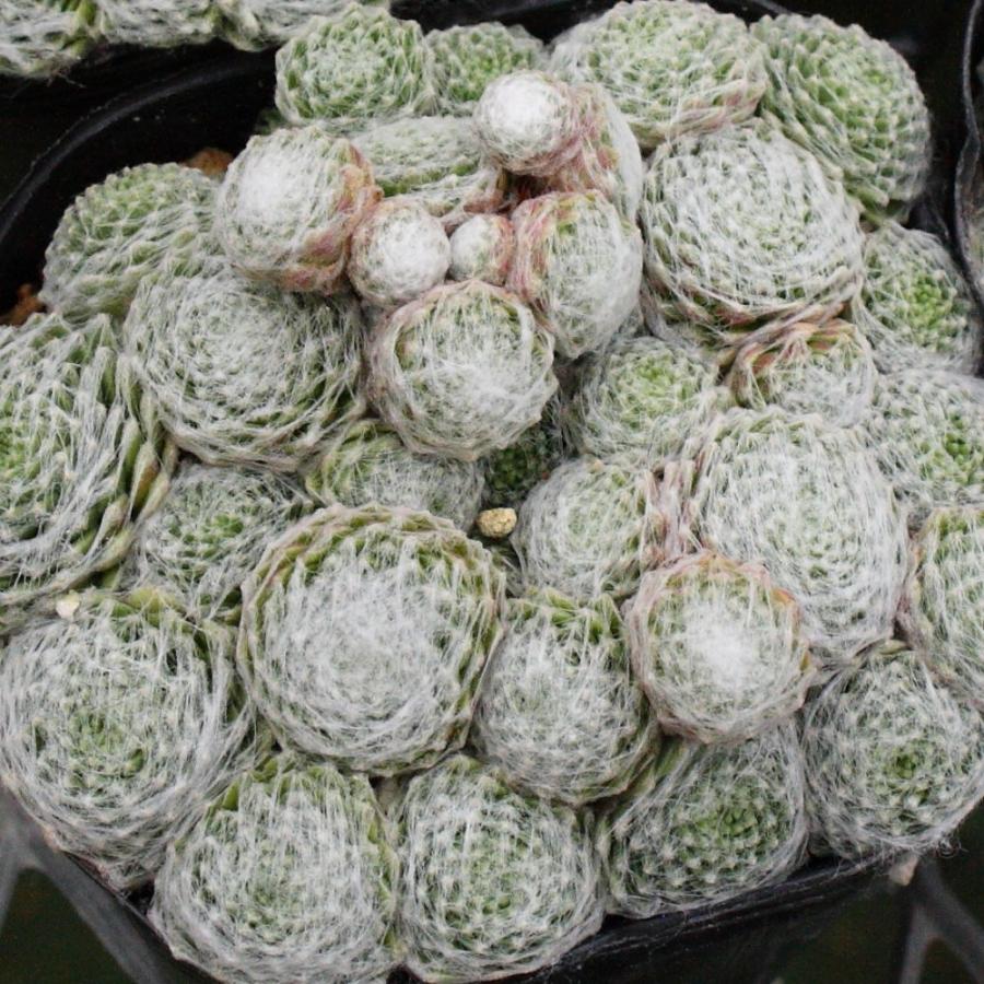 センペルビブム 'ピグマリオン' : にじはなPlants - 通販 - Yahoo