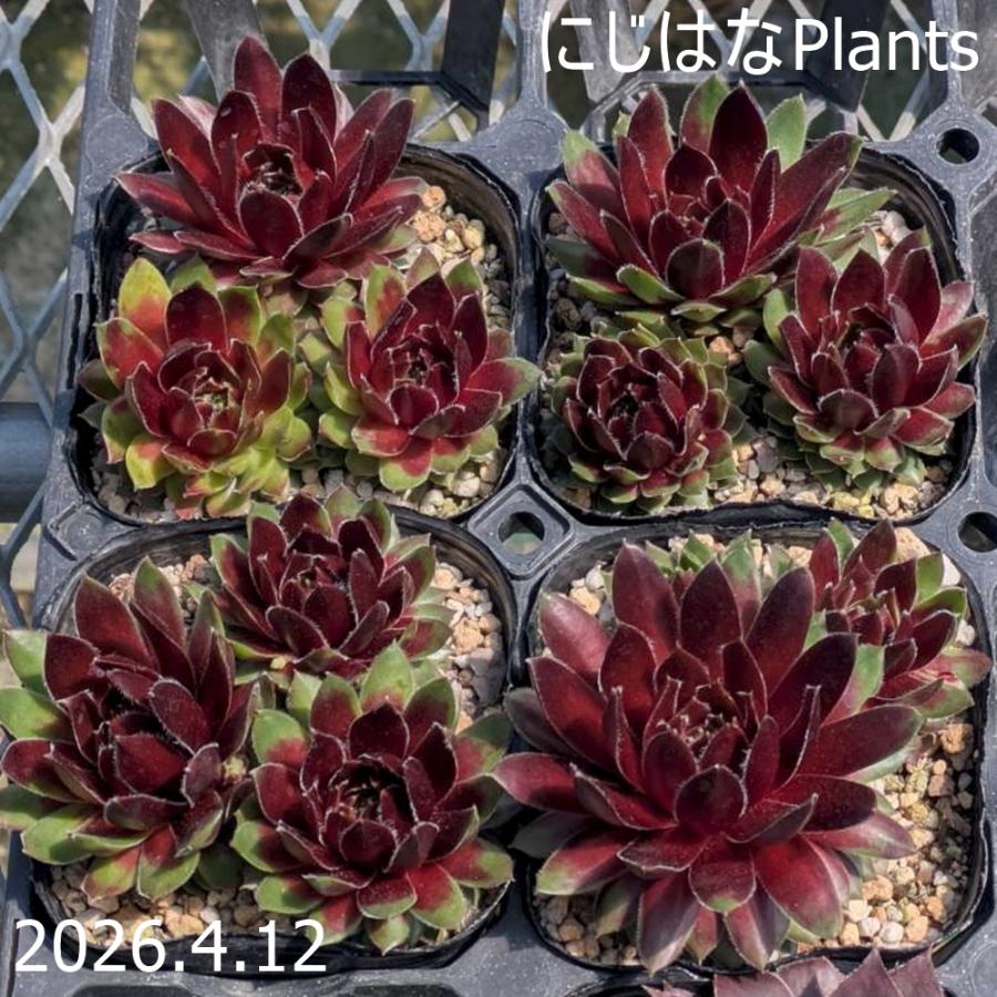 センペルビブム 'トレイシースー' : にじはなPlants - 通販 - Yahoo