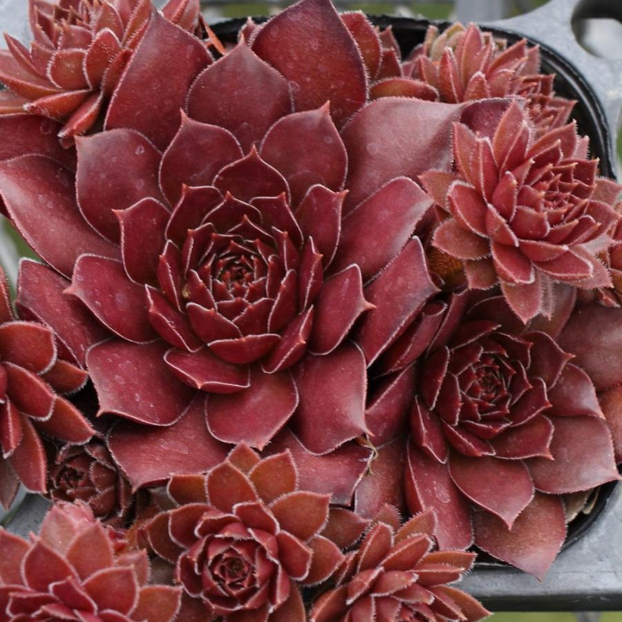 センペルビブム 'パシフィックデビルズフード' : にじはなPlants