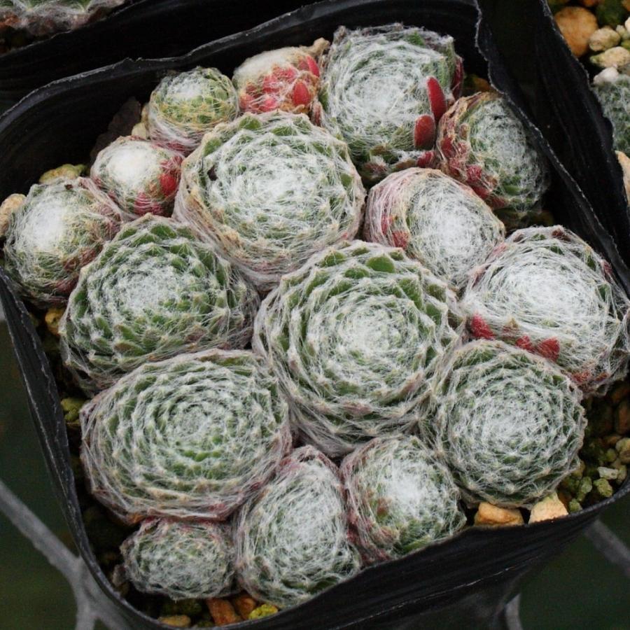 センペルビブム 'ブラボー' : にじはなPlants - 通販 - Yahoo!ショッピング