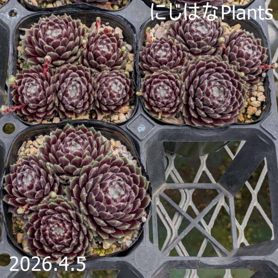センペルビブム 'レッド プルシェ' : にじはなPlants - 通販 - Yahoo
