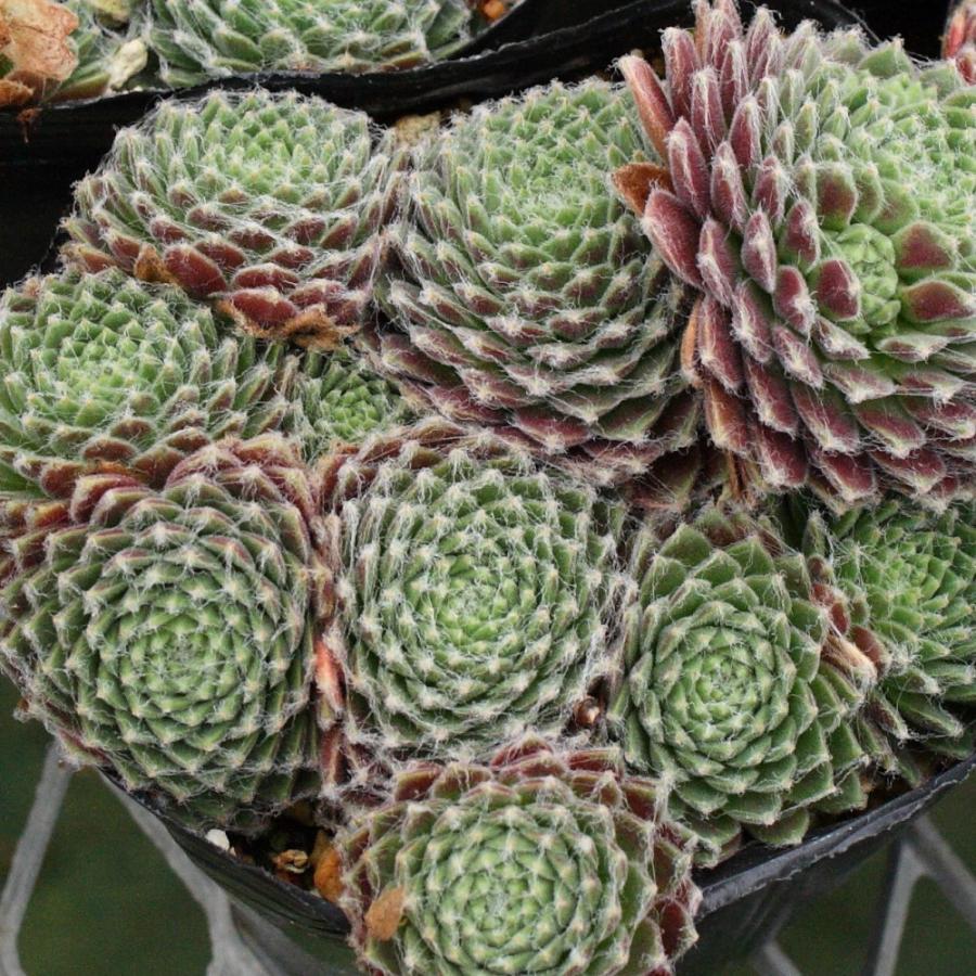 センペルビブム 'レッド プルシェ' : にじはなPlants - 通販 - Yahoo