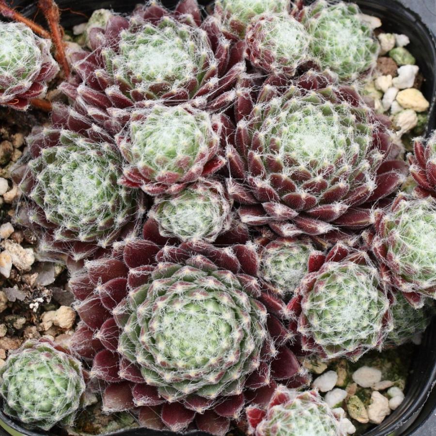 センペルビブム 'レッド プルシェ' : にじはなPlants - 通販 - Yahoo