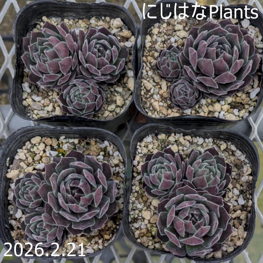 センペルビブム 'クリスティーナ' : にじはなPlants - 通販 - Yahoo