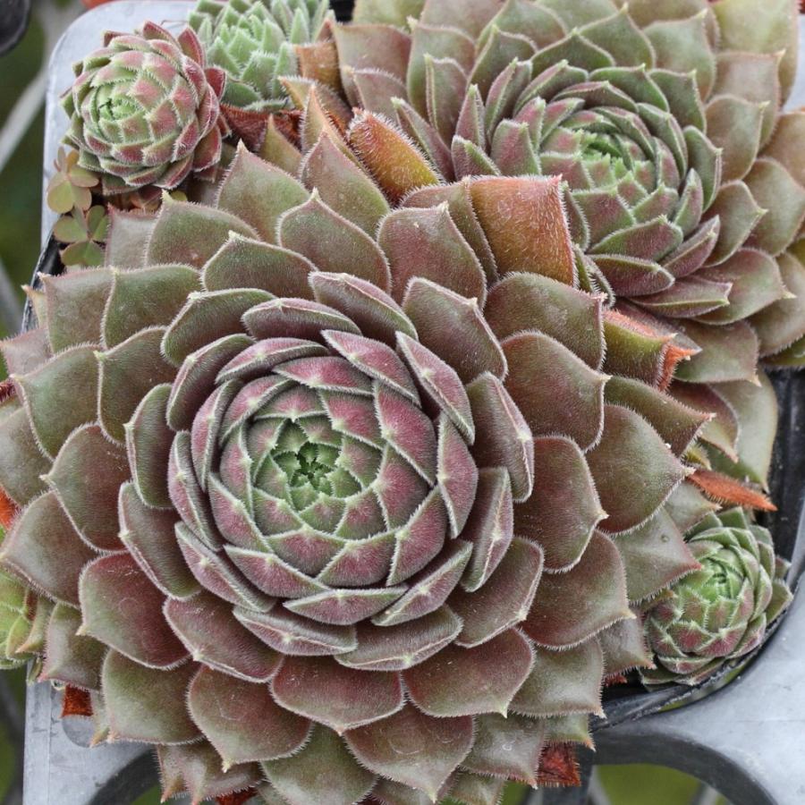 センペルビブム 'クリスティーナ' : にじはなPlants - 通販 - Yahoo