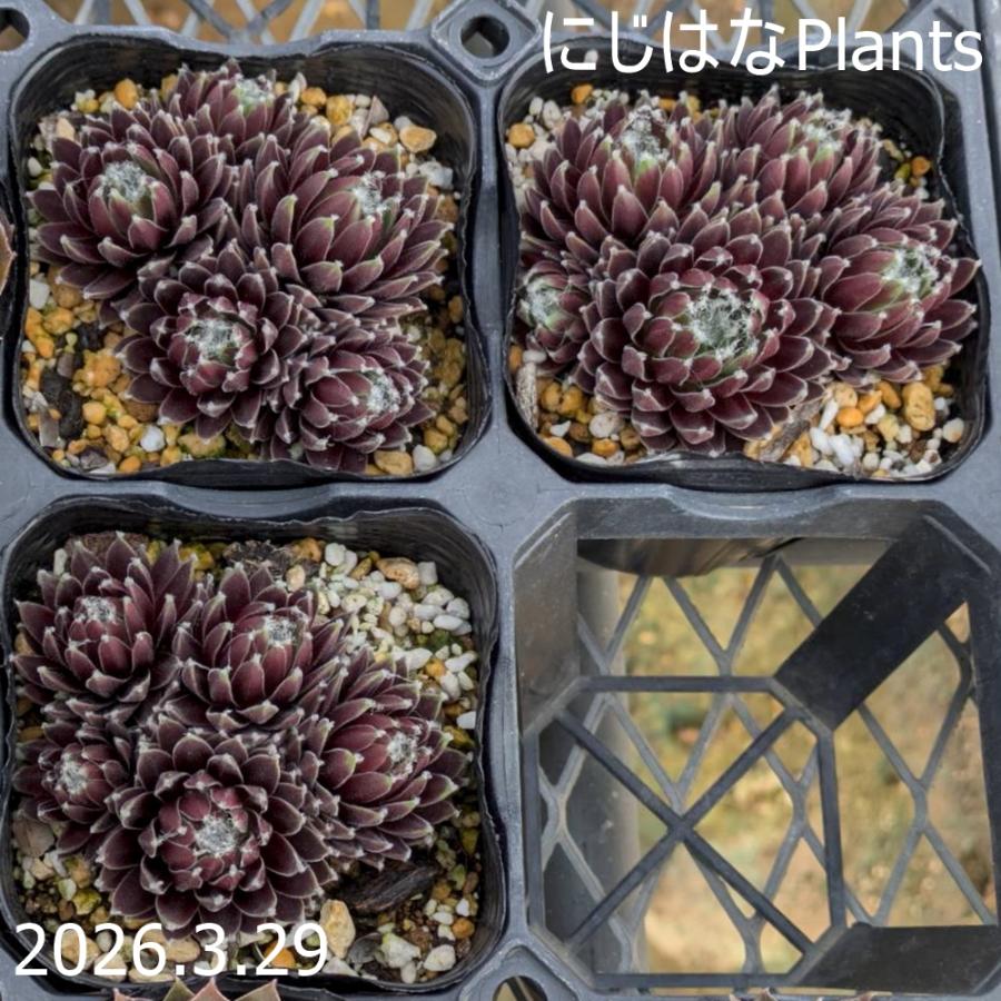 センペルビブム 'アビー' : にじはなPlants - 通販 - Yahoo!ショッピング