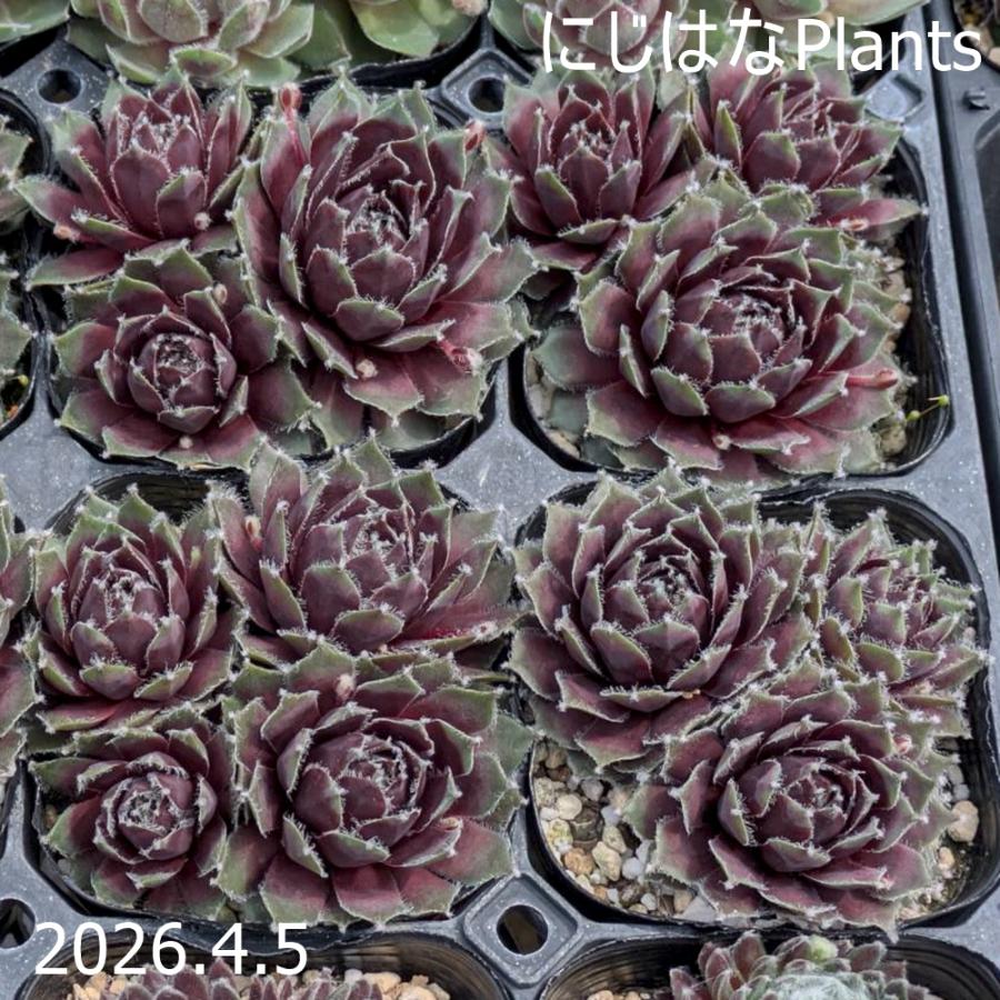 センペルビブム 'ラオレイフ'（Yahoo!・にじはなPlants）