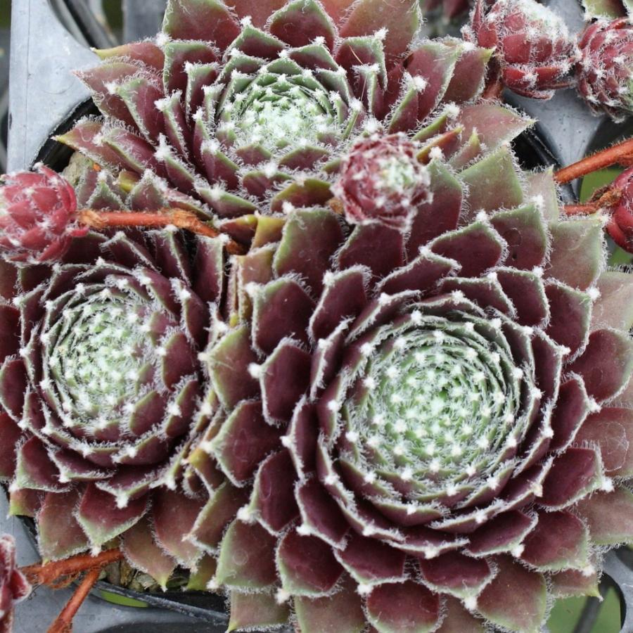 センペルビブム 'ラオレイフ' : にじはなPlants - 通販 - Yahoo