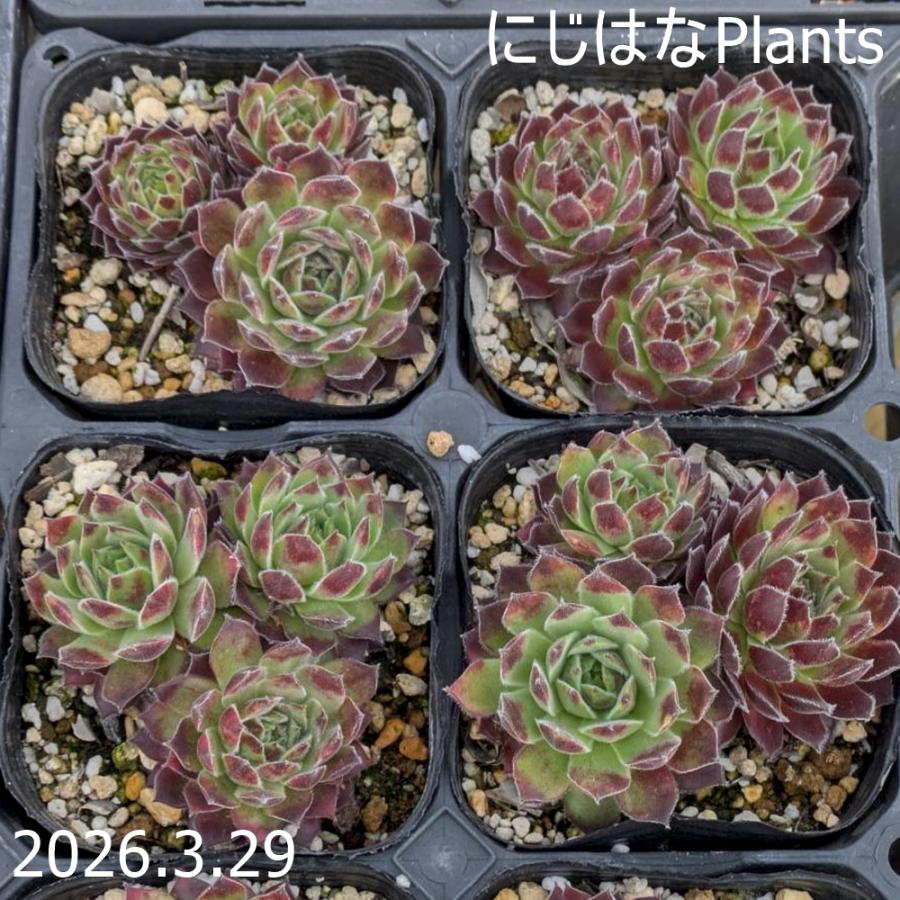 センペルビブム 'コノ' : にじはなPlants - 通販 - Yahoo!ショッピング