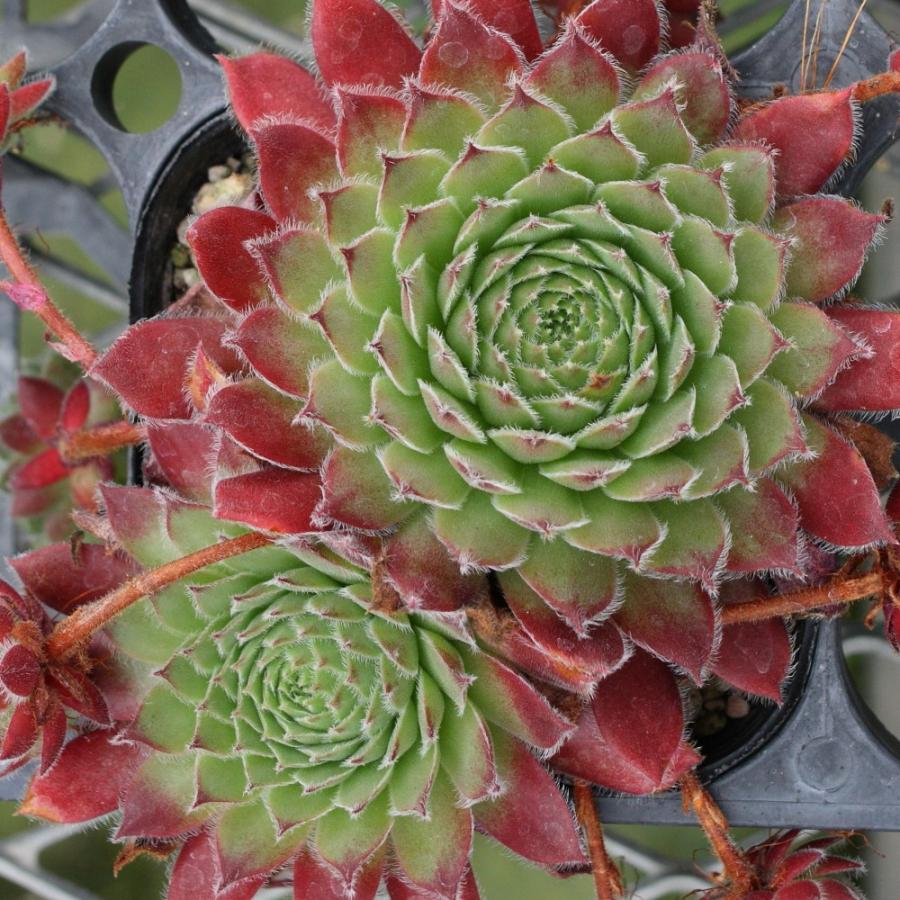 センペルビブム 'コノ' : にじはなPlants - 通販 - Yahoo!ショッピング