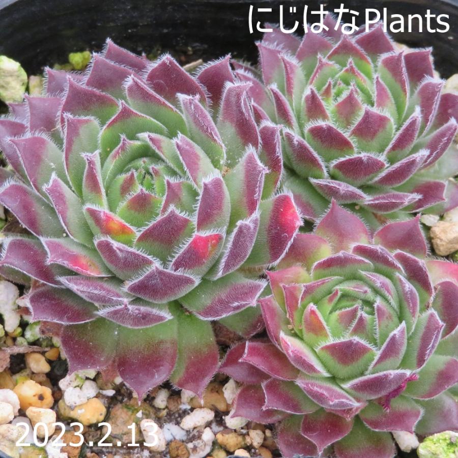 センペルビブム 'コノ' : にじはなPlants - 通販 - Yahoo!ショッピング