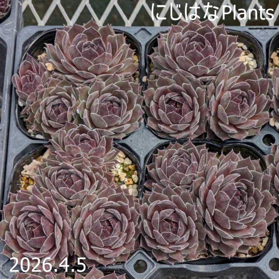 センペルビブム 'グレイ ドーン'（Yahoo!・にじはなPlants）