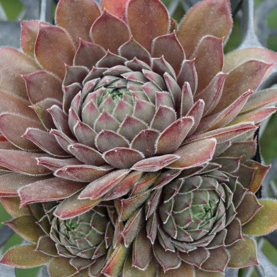センペルビブム 'グレイ ドーン' : にじはなPlants - 通販 - Yahoo