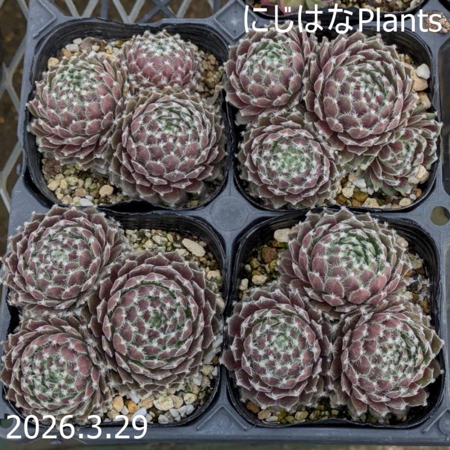 センペルビブム 'ピンク クラウド' : にじはなPlants - 通販 - Yahoo