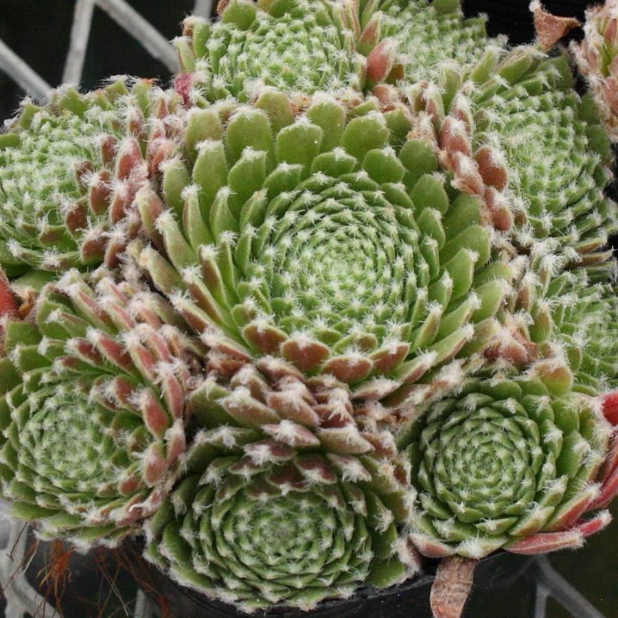 センペルビブム 'ピンク クラウド' : にじはなPlants - 通販 - Yahoo