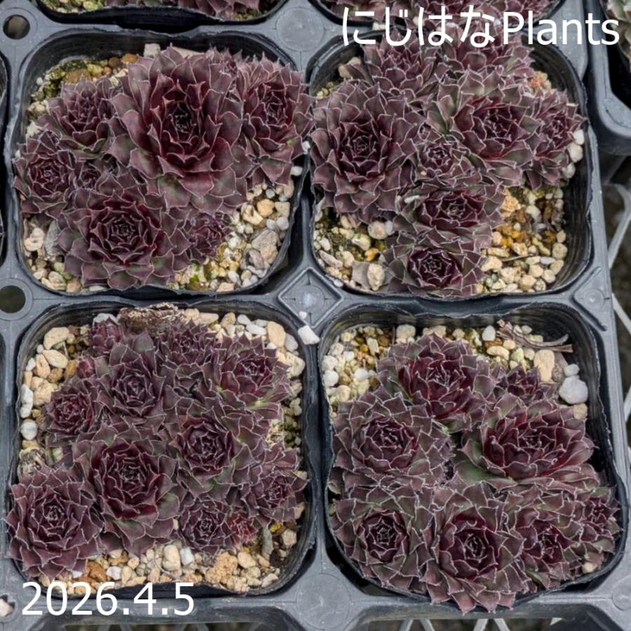 センペルビブム 'パシフィック タイトワッド' : にじはなPlants - 通販