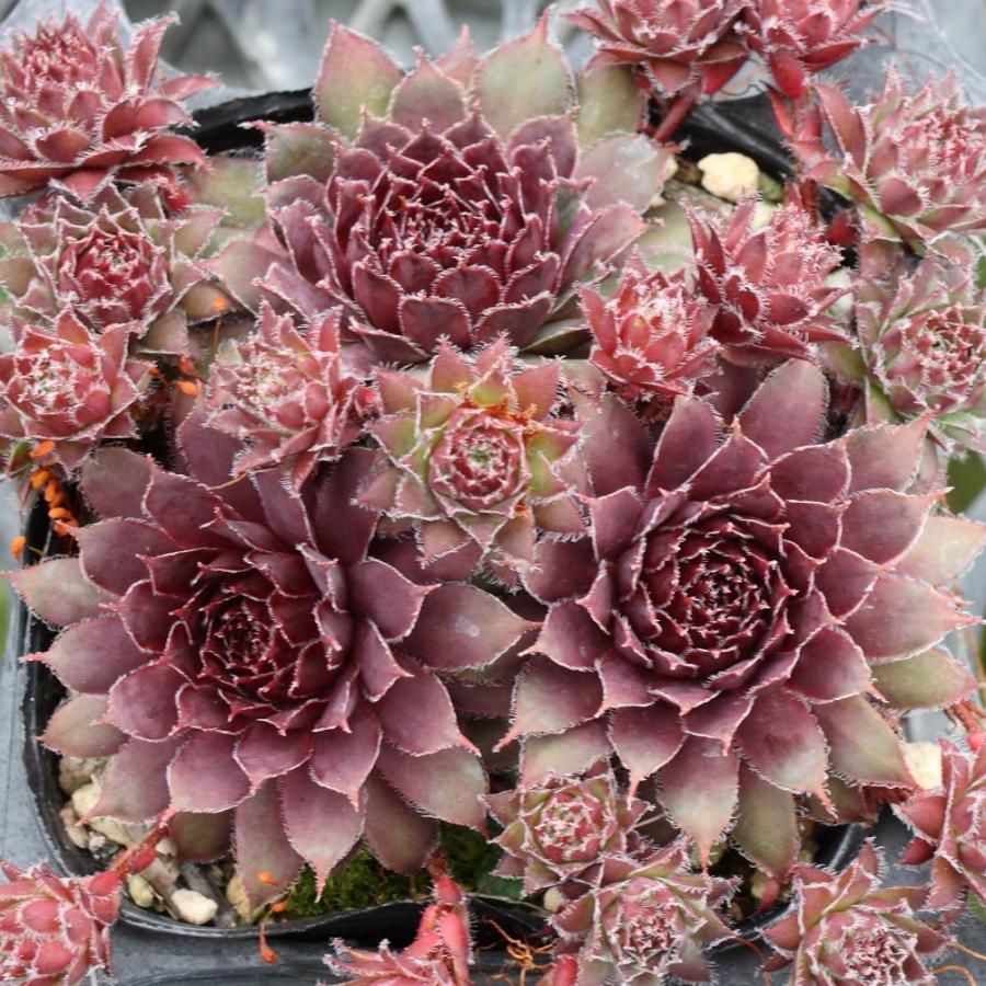 センペルビブム 'パシフィック タイトワッド' : にじはなPlants - 通販