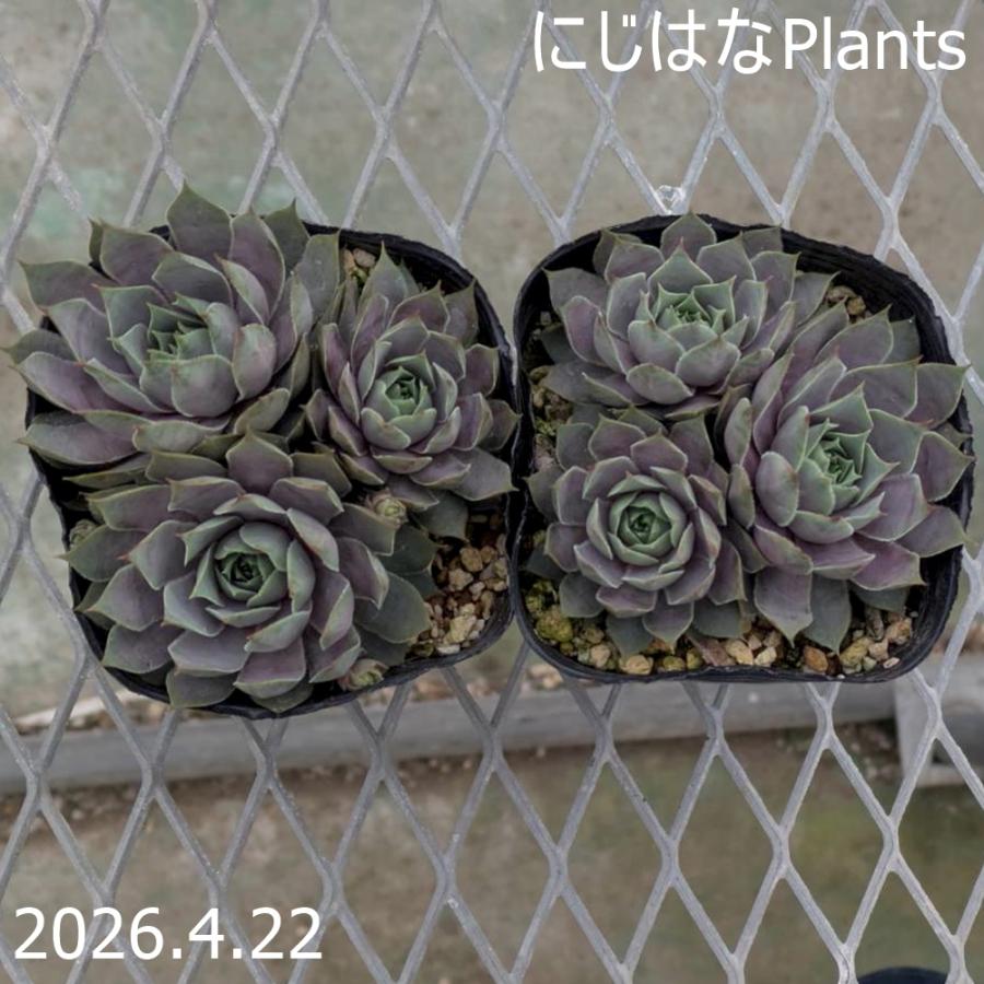センペルビブム 'パシフィック ラッシー' : にじはなPlants - 通販