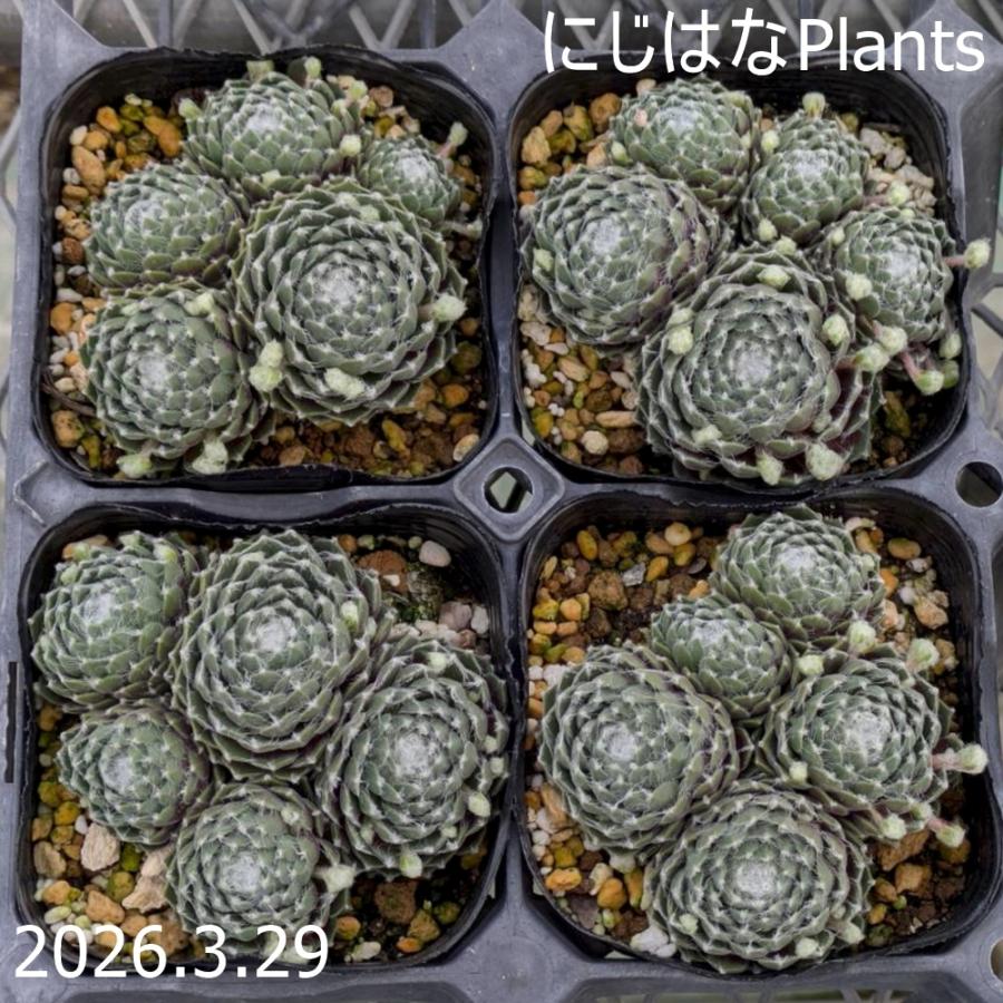 センペルビブム 'ホワイトレディース' : にじはなPlants - 通販