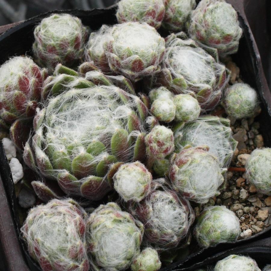 センペルビブム 'ホワイトレディース' : にじはなPlants - 通販